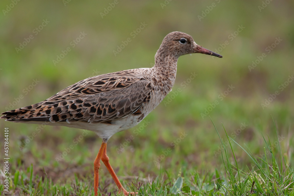 Ruff (Calidris pugnax) feeding in its natural habitat Ruff (Calidris pugnax) feeding in its natural habitat