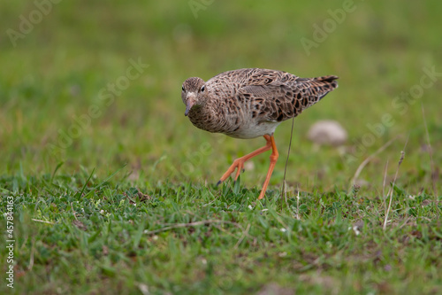 Ruff (Calidris pugnax) feeding in its natural habitat