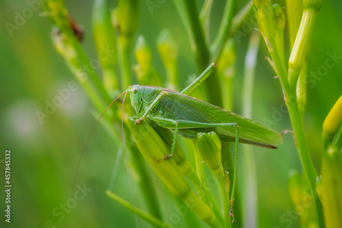 Green grasshopper hiding in a green plant