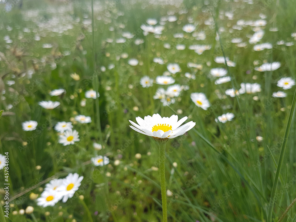 Beautiful white daisies in the field Beautiful white daisies in the field
