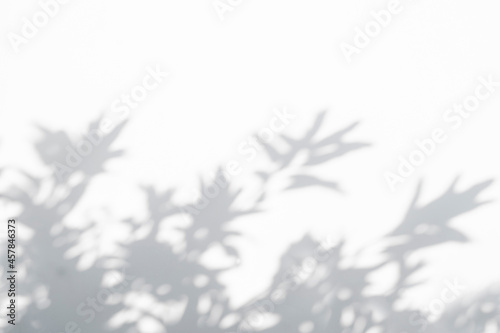 Fototapeta Naklejka Na Ścianę i Meble -  Leaf shadow and light on wall blur background, shadow overlay effect foliage mockup
