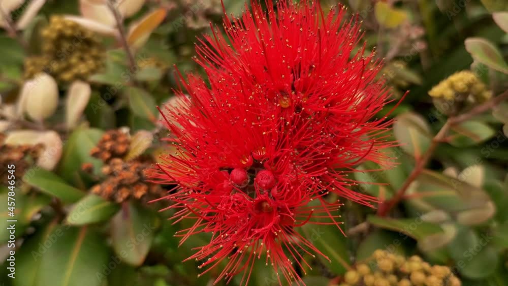 Pohutukawa tree in blossom, New Zealand Christmas tree, spring and summer tree in Auckland. Pohutukawa tree in blossom, New Zealand Christmas tree, spring and summer tree in Auckland.