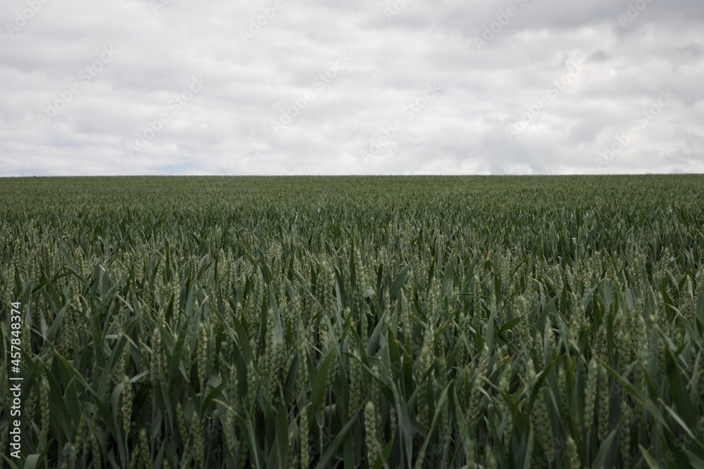Wheat field and sky Wheat field and sky