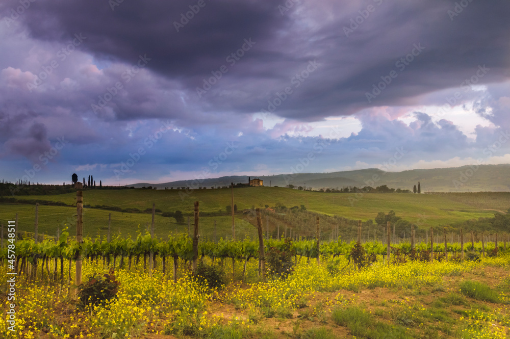 Fototapeta premium vineyard in autumn