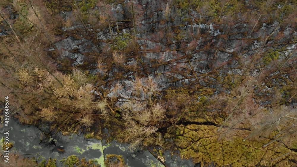 Flight over the tops of trees and a straight river among the forest. Views on swamp. Bent trees without leaves, trees broken by the wind Flight over the tops of trees and a straight river among the forest. Views on swamp. Bent trees without leaves, trees broken by the wind