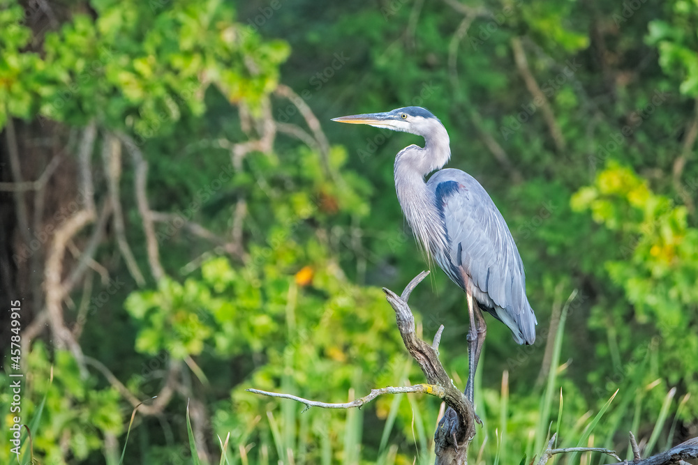 Fototapeta premium Blue Heron standing on dead tree