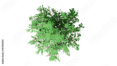 3D tree top view isolated on white background, for use visualization in architectural design	
