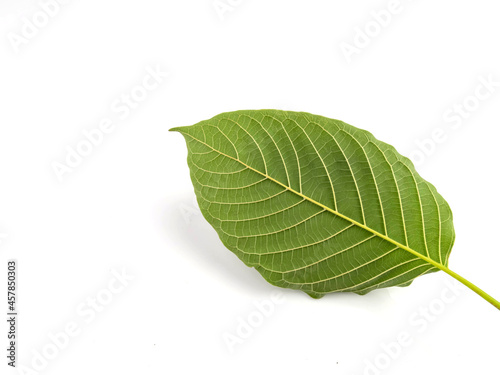 Kratom leaves herb texture, isolated on white background