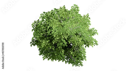 3D tree top view isolated on white background  for use visualization in architectural design  