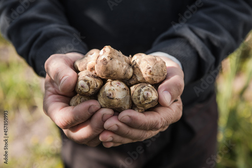 Jerusalem artichoke tubers in hands. Freshly harvested roots of Helianthus tuberosus, also known as sunroot, sunchoke, earth apple, topinambur or lambchoke. Used as a root vegetable. photo