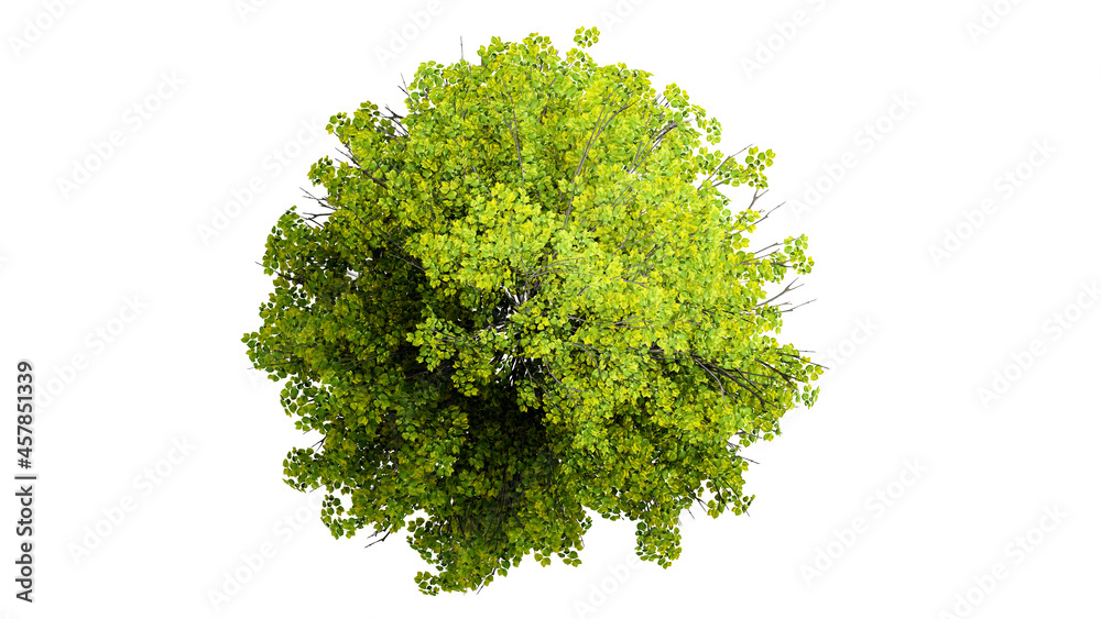 Top view 3D tree isolated on white background, for use visualization in architectural design
Top view 3D tree isolated on white background, for use visualization in architectural design