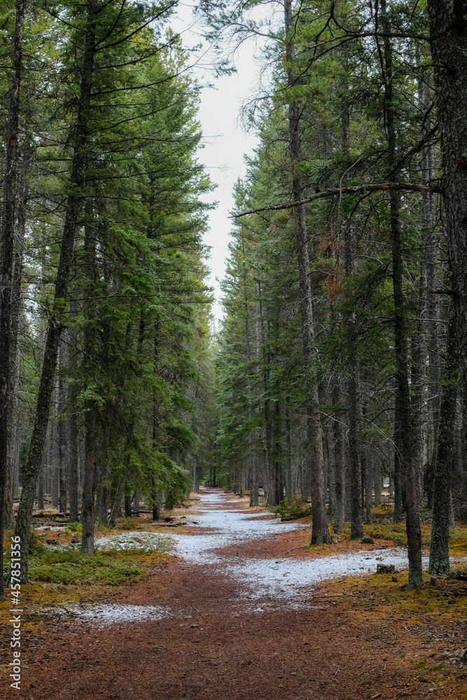 Obraz premium 心地の良いトレイル