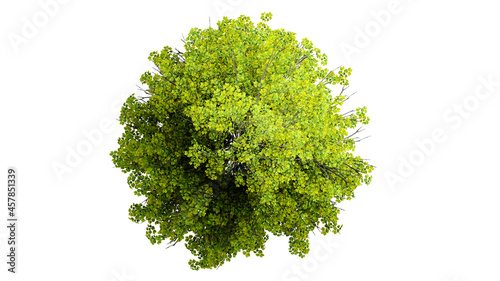 Top view 3D tree isolated on white background  for use visualization in architectural design  