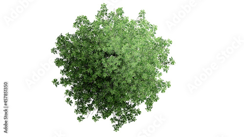Top view 3D tree isolated on white background, for use visualization in architectural design 