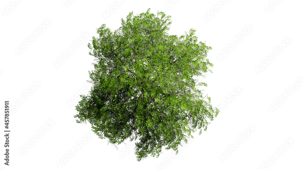 Top view 3D tree isolated on white background Top view 3D tree isolated on white background