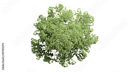 Top view 3D tree isolated on white background, for use visualization in architectural design