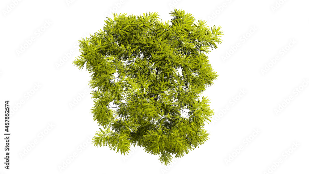 Fototapeta premium Top view 3D tree isolated on white background, for use visualization in architectural design