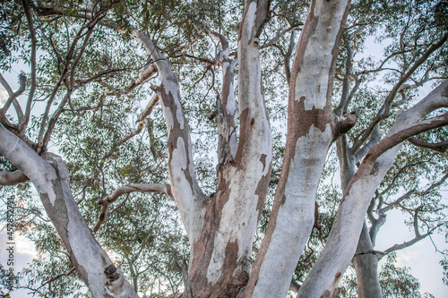 Branches of an old gum tree reaching out photo