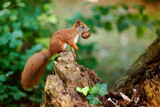 orange Squirrel holding nut in her mouth