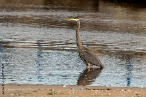 Great blue heron   Ardea cinerea   is the largest American heron hunting small fish  insect  rodents  reptiles  small mammals  birds and especially ducklings.