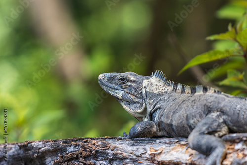 Primer plano de iguana rayada © Elehi