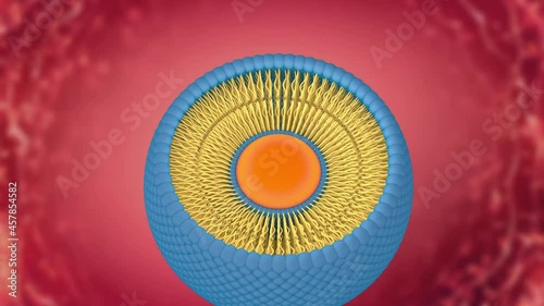 Structure of liposome, phospholipid, cell, 3d render animation. 3D Render photo