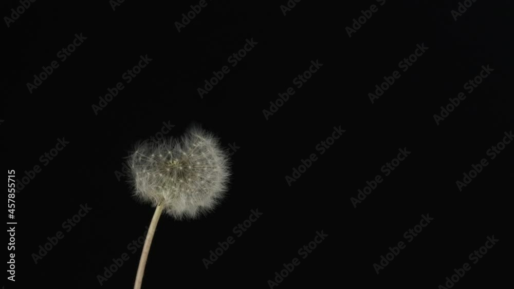 Slow motion. Dandelion seeds torn off by wind isolated on black background. Fluffy spherical dandelion on a black background with flying seeds. Slow motion. Dandelion seeds torn off by wind isolated on black background. Fluffy spherical dandelion on a black background with flying seeds.