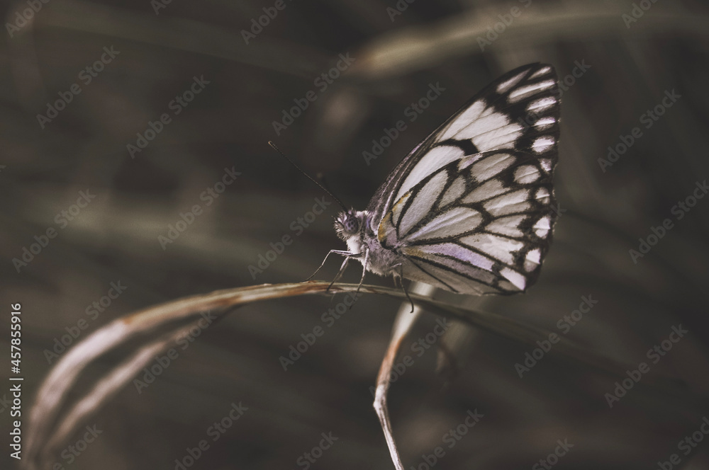 Obraz premium butterfly on a leaf