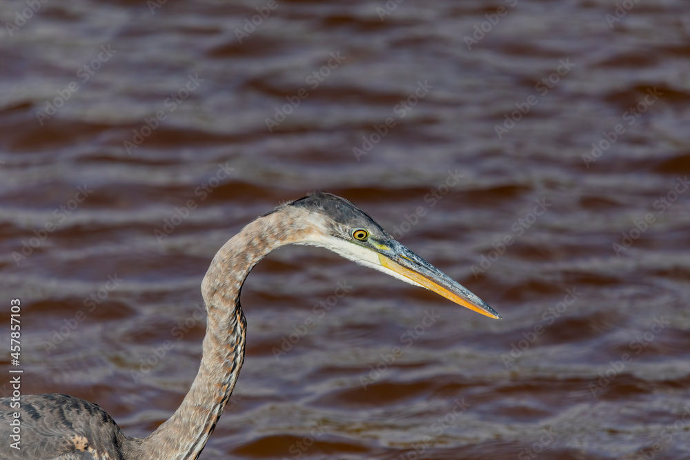 Great blue heron ( Ardea cinerea ) is the largest American heron hunting small fish, insect, rodents, reptiles, small mammals, birds and especially ducklings. Great blue heron ( Ardea cinerea ) is the largest American heron hunting small fish, insect, rodents, reptiles, small mammals, birds and especially ducklings.