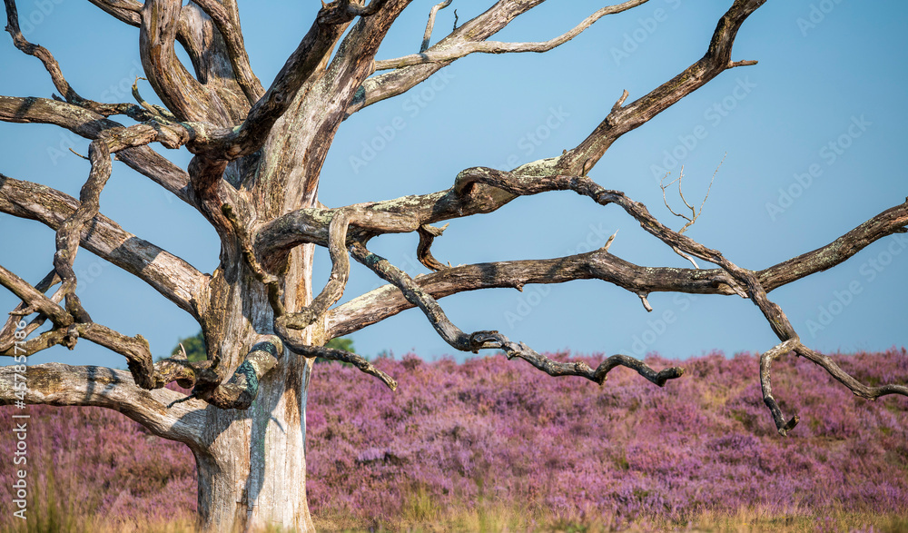 Close up of an old dead tree in a heather field Kampina in Noord-Brabant, The Netherlands Close up of an old dead tree in a heather field Kampina in Noord-Brabant, The Netherlands
