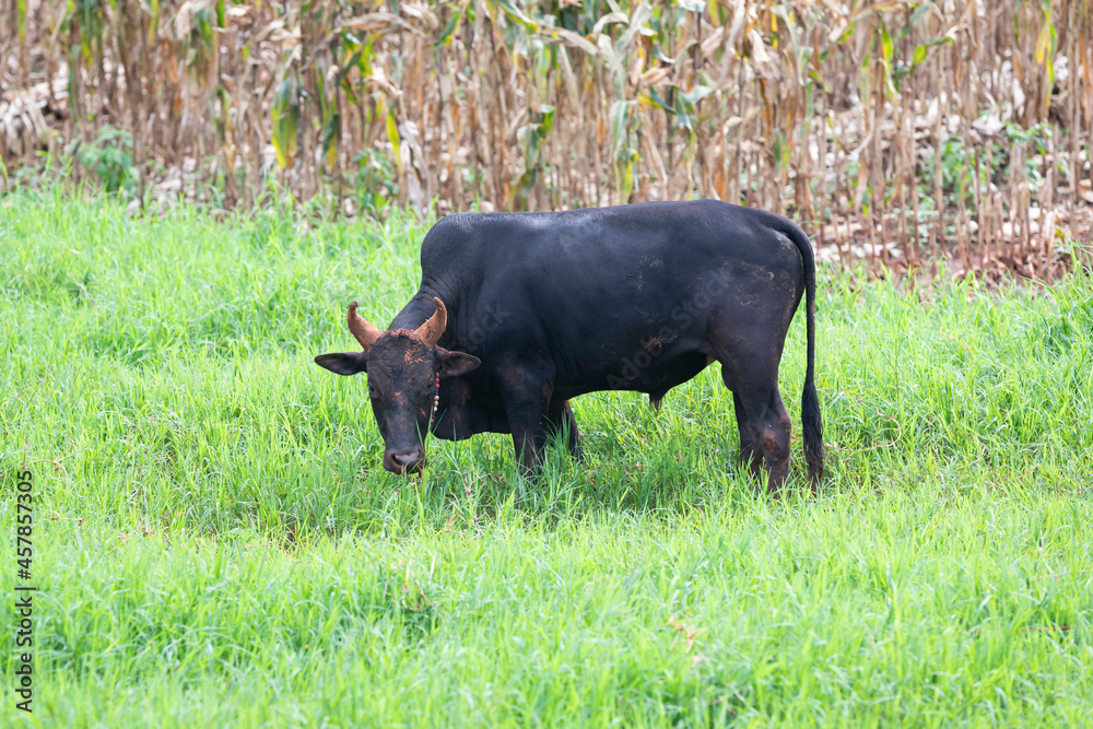 black fighting bull grazing on green field black fighting bull grazing on green field