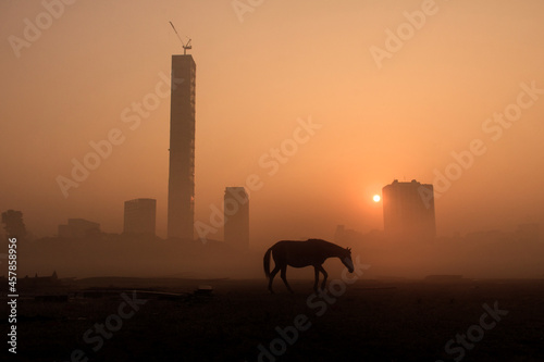 Canvas Print silhouette of a horse
