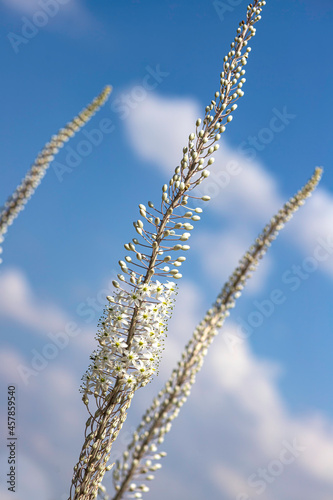Flowering plant Drimia with white flowers and buds closeup against the blue sky.