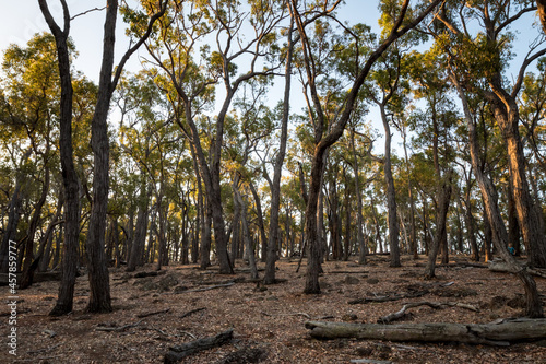 Remnant vegetation with Jarrah trees photo