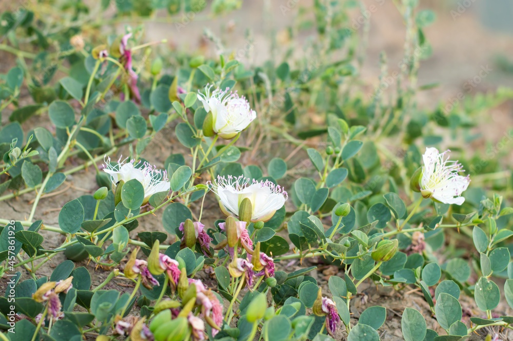 white blooming flowers grow on a mountain in the crimea white blooming flowers grow on a mountain in the crimea