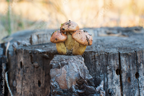 Three beautiful little edible mushrooms grow in the forest on an old dry tree stump. Soft focus. Collection of forest mushrooms