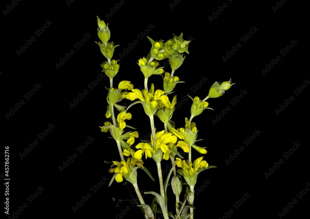 Phlomis lychnitis, Lychnite wild yellow flowers, common name hares ear Phlomis lychnitis, Lychnite wild yellow flowers, common name hares ear