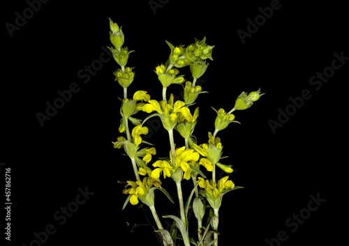 Phlomis lychnitis, Lychnite wild yellow flowers, common name hares ear photo