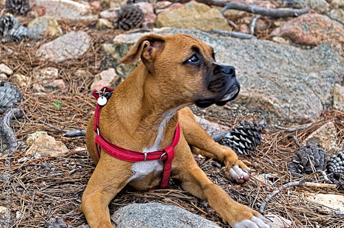 american staffordshire terrier