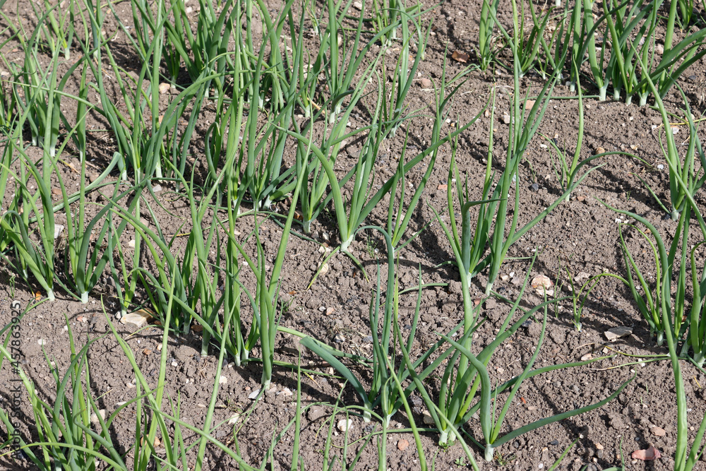 Rows of onions growing in a vegetable garden Rows of onions growing in a vegetable garden