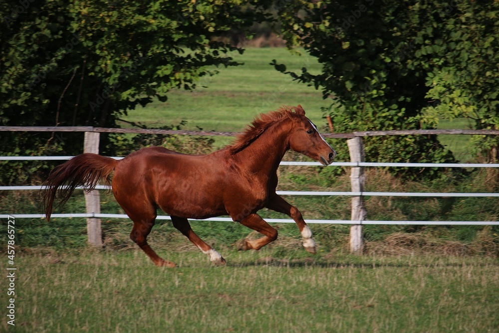 beautiful brown horse is running on the paddock beautiful brown horse is running on the paddock