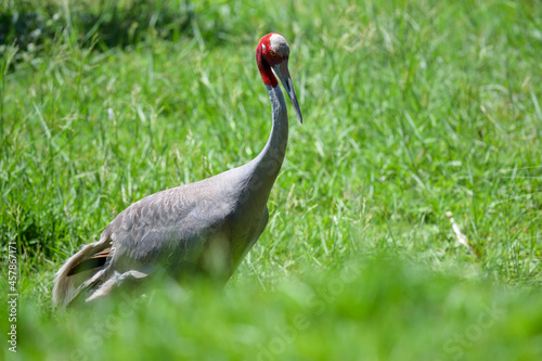 Eastern Sarus Crane (Grus antigone) on the meadow at Thailand. photo