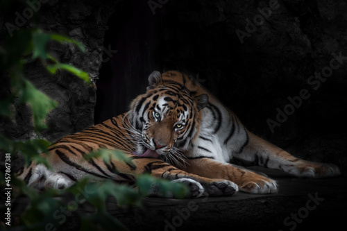 Powerful calm tiger, the Amur tiger licks its fur in the dark, chenny background © Mikhail Semenov