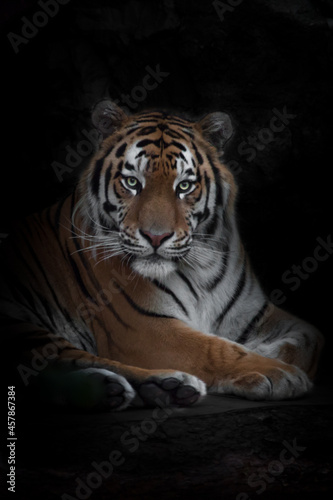 confident gaze of a powerful tiger, Amur tiger, black background personifies strength and reliability in the year tiger