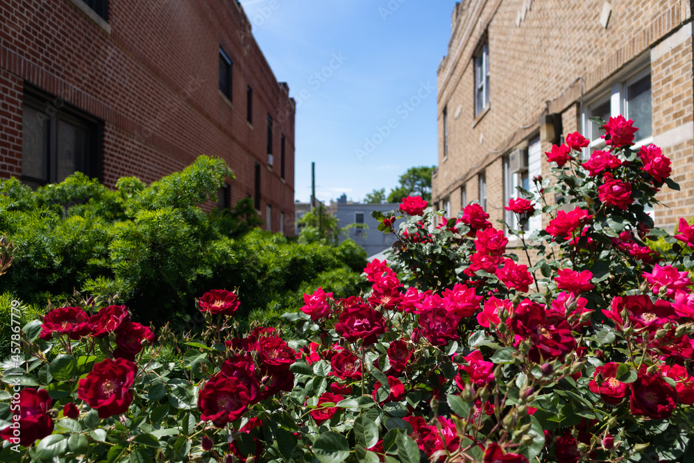 Beautiful Red Roses between Homes in Astoria Queens New York during Spring