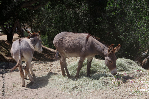 Two young burros on farmland in California