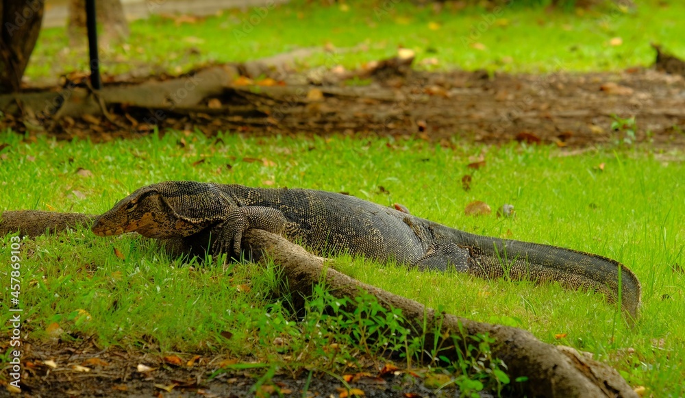 The Varanus salvator is a large reptile in the family Varanidae, belonging to the genus of monitors. Big fat body, black with white floral pattern. or yellow across the road The tail is segmented. The Varanus salvator is a large reptile in the family Varanidae, belonging to the genus of monitors. Big fat body, black with white floral pattern. or yellow across the road The tail is segmented.