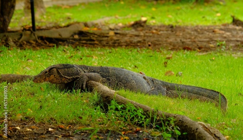 The Varanus salvator is a large reptile in the family Varanidae, belonging to the genus of monitors. Big fat body, black with white floral pattern. or yellow across the road The tail is segmented. photo
