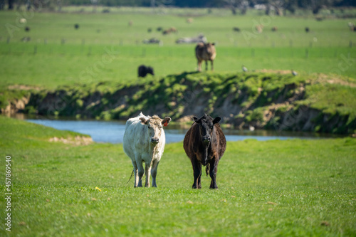 Close up of Angus and Murray Grey beefs Cows eating long pasture in spring and summer. photo