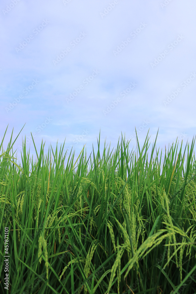 growth rice with blue sky